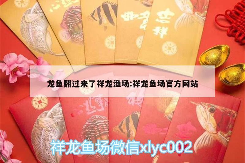 銀龍魚有哪些風水禁忌？（銀龍魚風水擺放自查清單）