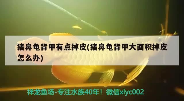 豬鼻龜背甲有點(diǎn)掉皮(豬鼻龜背甲大面積掉皮怎么辦)