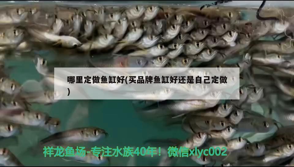 哪里定做魚缸好(買品牌魚缸好還是自己定做)