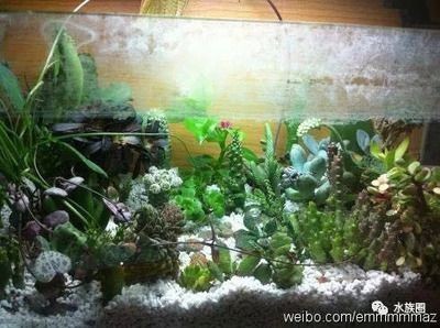 大魚缸造景怎么放進去啊好看：大魚缸造景布局魚缸造景的制作方法和步驟和注意事項
