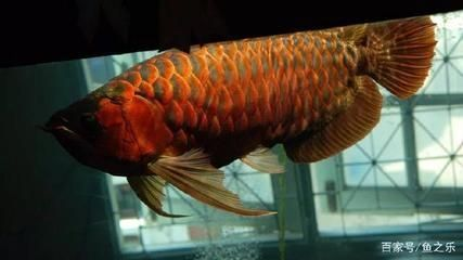 紅龍魚白天趴缸晚上好怎么回事：紅龍魚白天趴缸是怎么回事