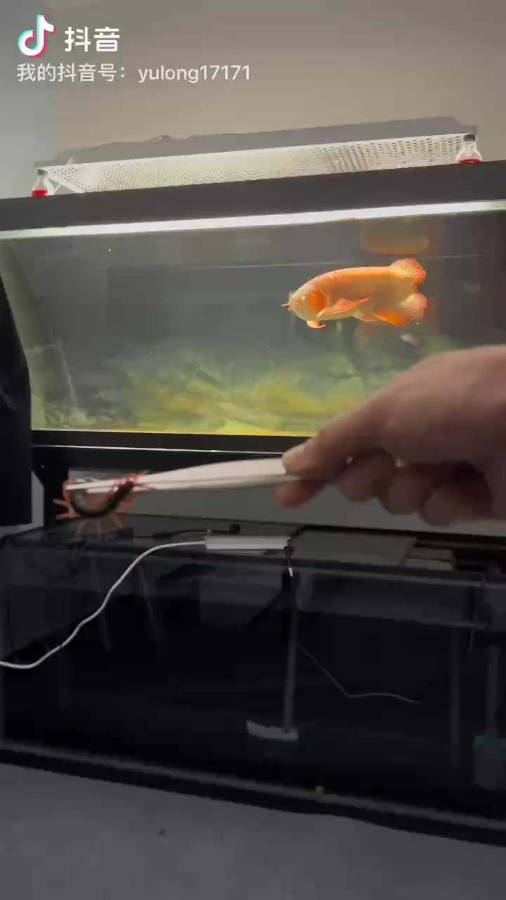 蜈蚣與龍魚的故事