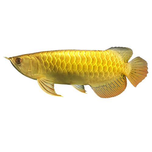 紅龍魚的四大品牌是什么意思呀：紅龍魚四大品牌保證了市場(chǎng)對(duì)紅龍魚的需求持續(xù)增長