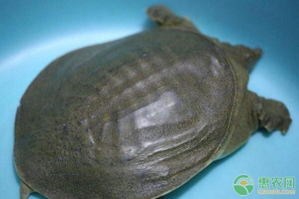 魟魚疾病防治方法，魟魚疾病的防治方法