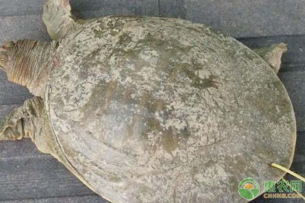 魟魚疾病防治方法，魟魚疾病的防治方法