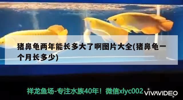 豬鼻龜兩年能長多大了啊圖片大全(豬鼻龜一個月長多少)