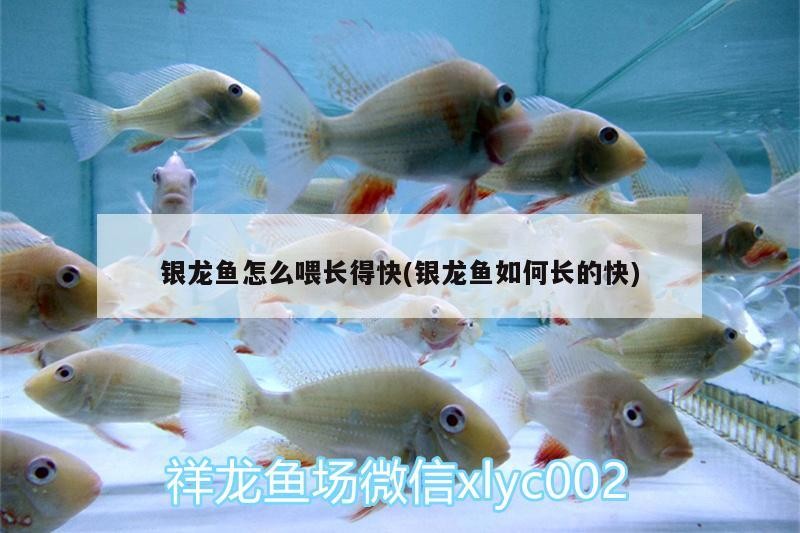 銀龍魚怎么喂長得快(銀龍魚如何長的快)