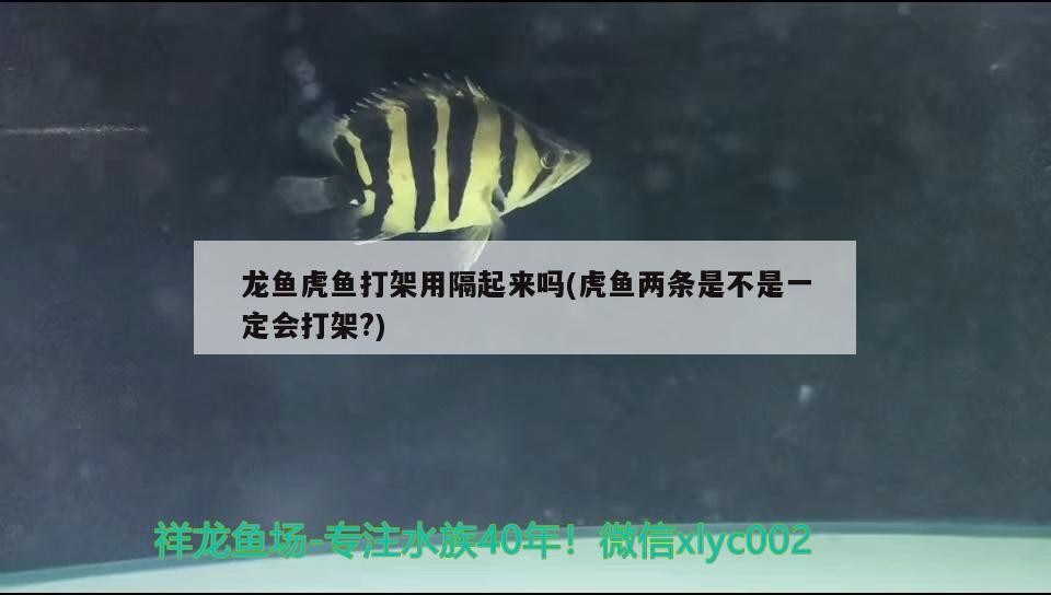 金龍魚 龍魚虎魚打架用隔起來嗎(虎魚兩條是不是一定會打架?) 虎魚百科 龍魚虎魚打架用隔起來嗎(虎魚兩條是不是一定會打架?) 龍魚虎魚打架用隔起來嗎(虎魚兩條是不是一定會打架?) 虎魚百科