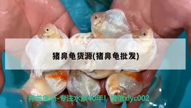 豬鼻龜貨源(豬鼻龜批發(fā)) 豬鼻龜貨源(豬鼻龜批發(fā)) 豬鼻龜百科