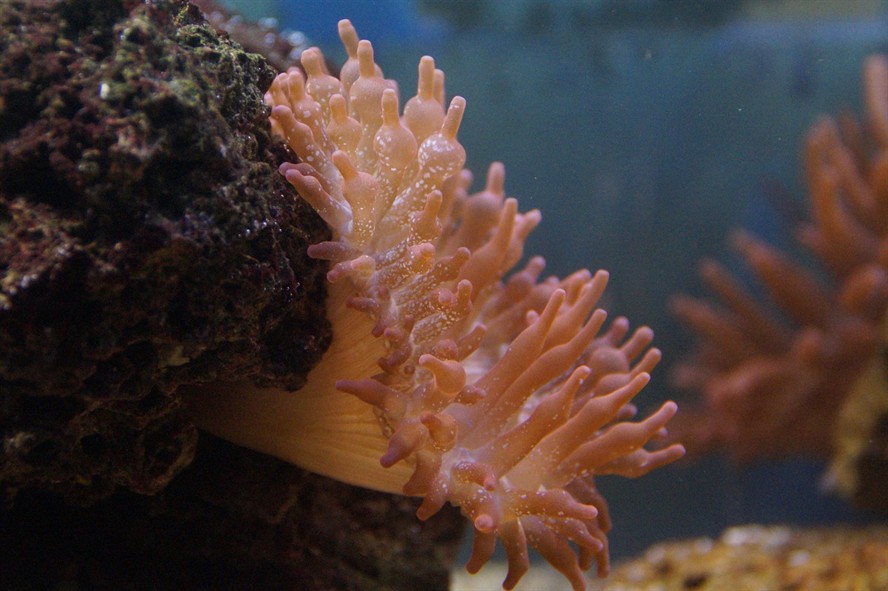 廣州水族批發find祥龍魚場（廣州水族批發find祥龍魚場電話）