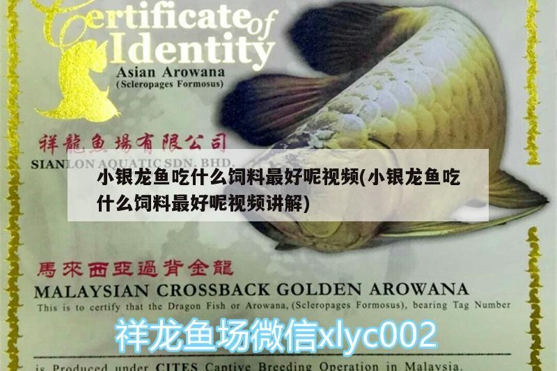 小銀龍魚吃什么飼料最好呢視頻(小銀龍魚吃什么飼料最好呢視頻講解)