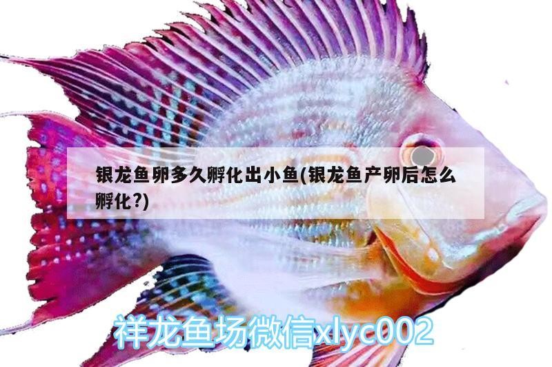 銀龍魚卵多久孵化出小魚(銀龍魚產卵后怎么孵化?)
