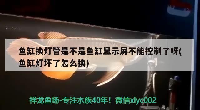紅龍魚幼魚如何挑選紅龍魚苗，紅龍魚幼魚如何挑選，如何挑選紅龍魚幼魚