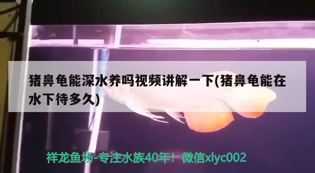 豬鼻龜能深水養(yǎng)嗎視頻講解一下(豬鼻龜能在水下待多久)