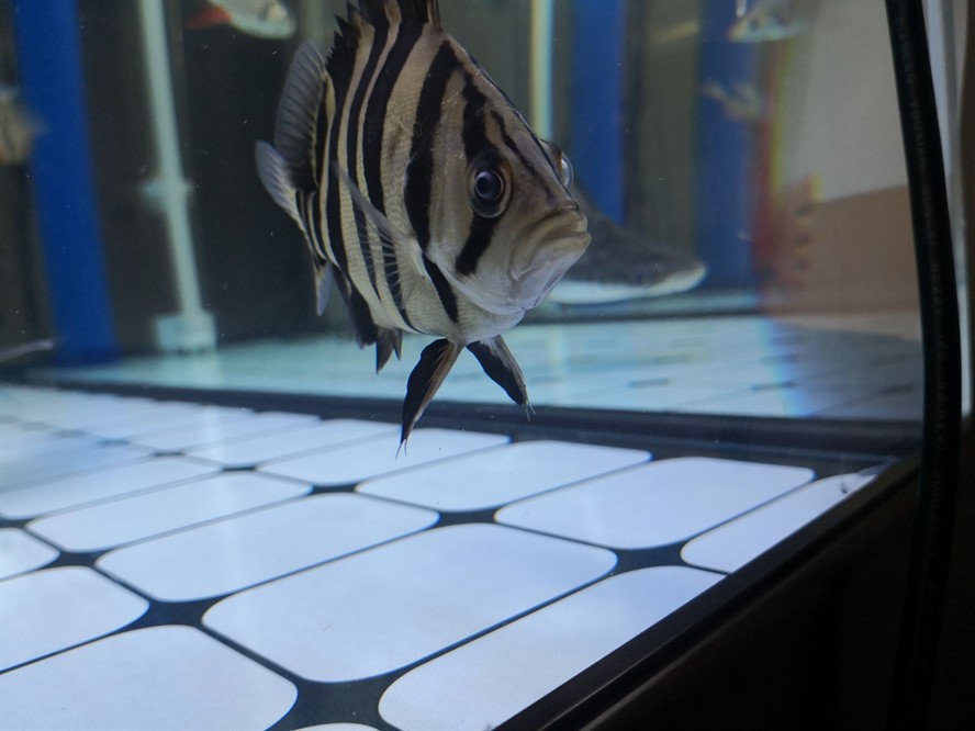 黃山水族館求助虎魚眼睛是不是內蒙了？