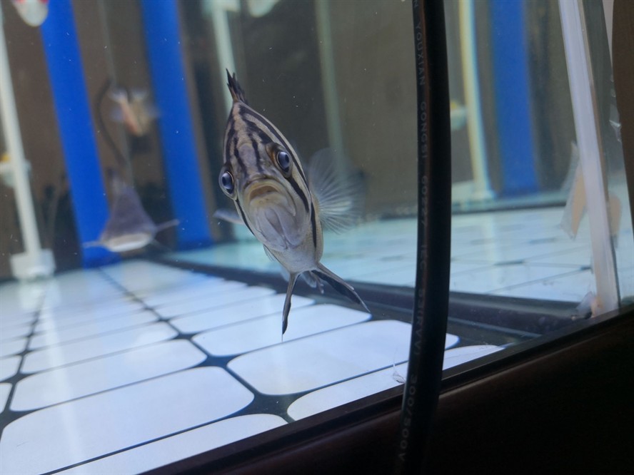 黃山水族館求助虎魚眼睛是不是內蒙了？