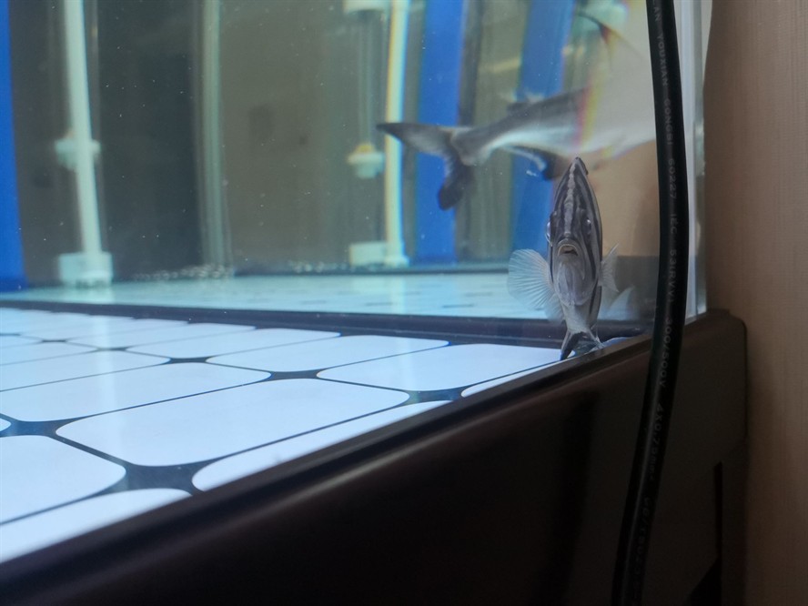 黃山水族館求助虎魚眼睛是不是內蒙了？