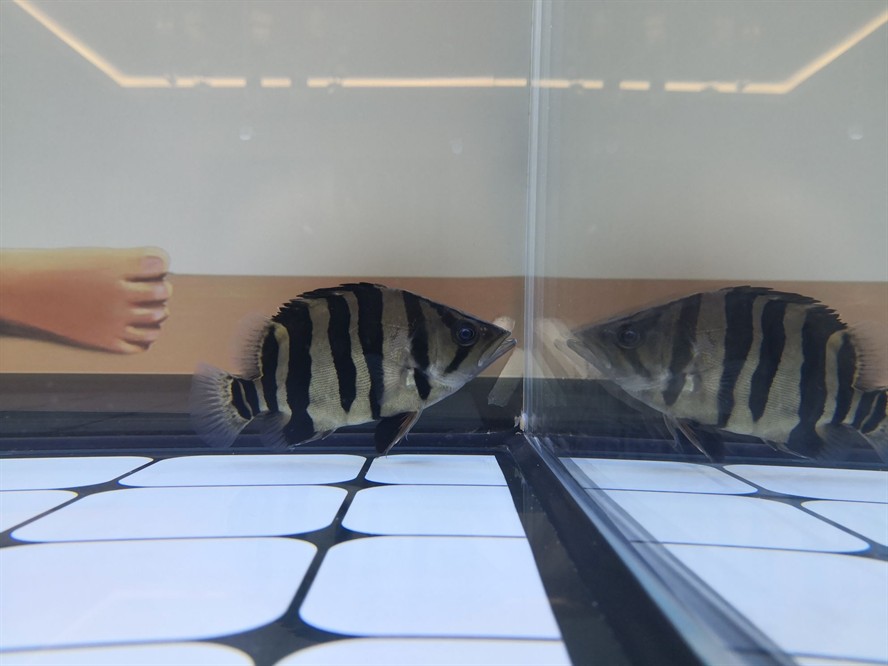 黃山水族館求助虎魚眼睛是不是內蒙了？