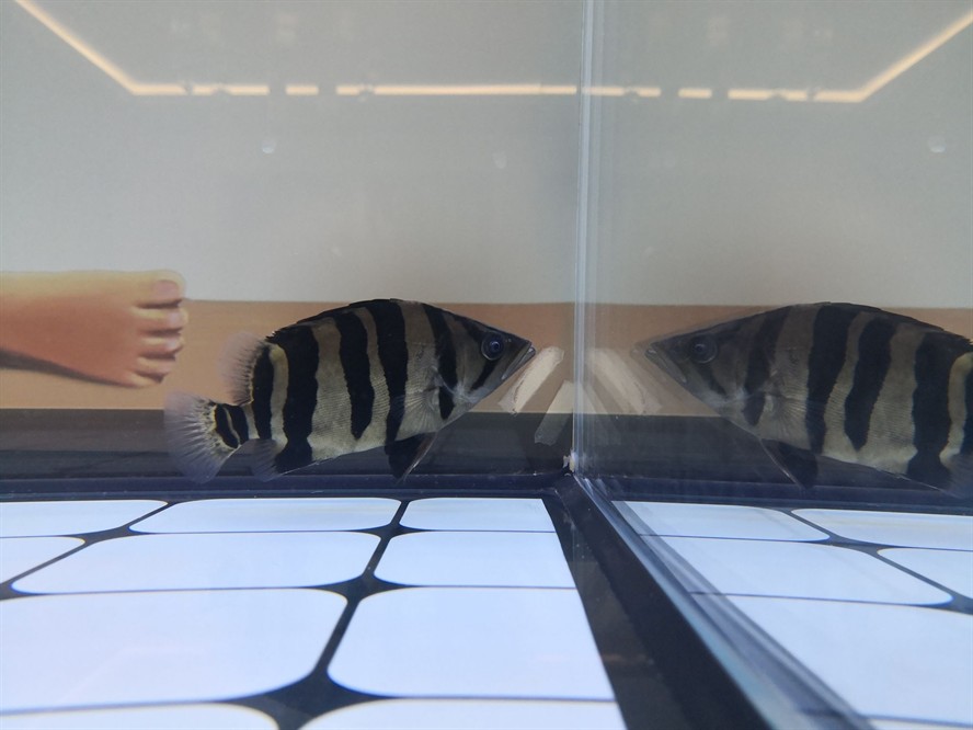 黃山水族館求助虎魚眼睛是不是內蒙了？