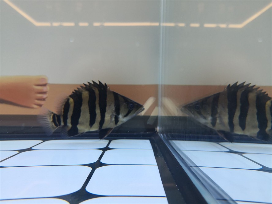 黃山水族館求助虎魚眼睛是不是內蒙了？