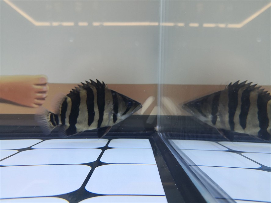 龍魚風水有哪些實例可以參考的：龍魚風水的奧秘與實例（龍魚在風水中的應用）