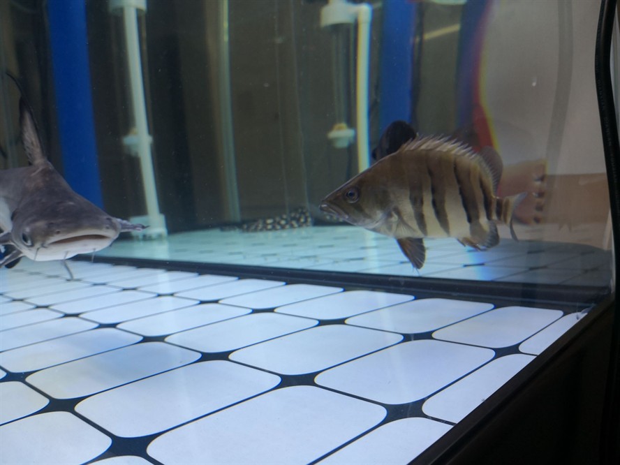 黃山水族館求助虎魚眼睛是不是內蒙了？