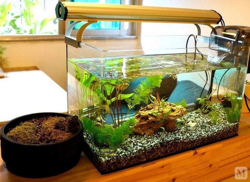 大魚缸怎么樣養(yǎng)魚好:大魚缸養(yǎng)殖技巧 魚缸百科 第2張 大魚缸怎么樣養(yǎng)魚好:大魚缸養(yǎng)殖技巧 大魚缸怎么樣養(yǎng)魚好:大魚缸養(yǎng)殖技巧 魚缸百科 第2張