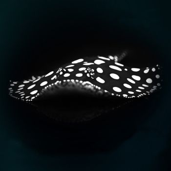 黑帝王魟魚歷史價格走勢：黑帝王魟魚價格影響因素,黑帝王魟魚市場價值分析