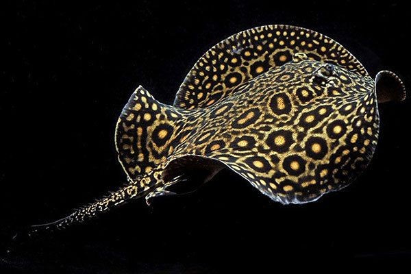 改善水質對魟魚健康影響，改善水質對魟魚健康的影響