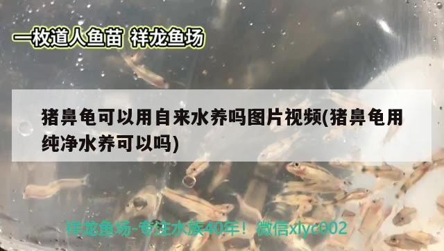 豬鼻龜可以用自來水養(yǎng)嗎圖片視頻(豬鼻龜用純凈水養(yǎng)可以嗎)