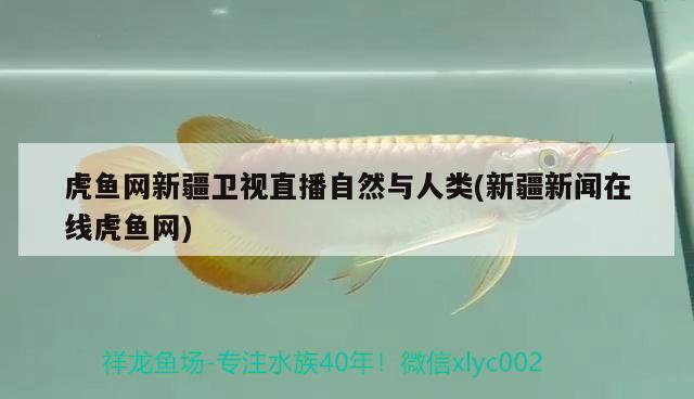 虎魚網新疆衛視直播自然與人類(新疆新聞在線虎魚網)