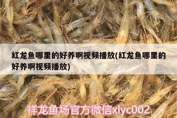 金龍紅龍魚形容詞有哪些:金龍紅龍魚與紅龍魚的家庭寓意鑒別優質紅龍魚的技巧 紅龍魚百科 第4張 金龍紅龍魚形容詞有哪些:金龍紅龍魚與紅龍魚的家庭寓意鑒別優質紅龍魚的技巧 金龍紅龍魚形容詞有哪些:金龍紅龍魚與紅龍魚的家庭寓意鑒別優質紅龍魚的技巧 紅龍魚百科 第4張