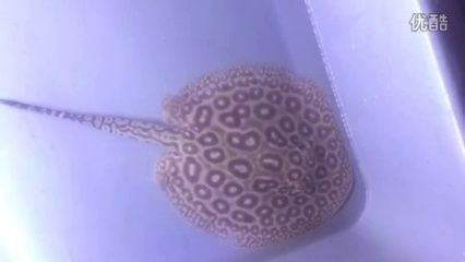 白子黑帝王魟魚的繁殖技巧，白子黑帝王魟魚的繁殖技巧涉及多個方面