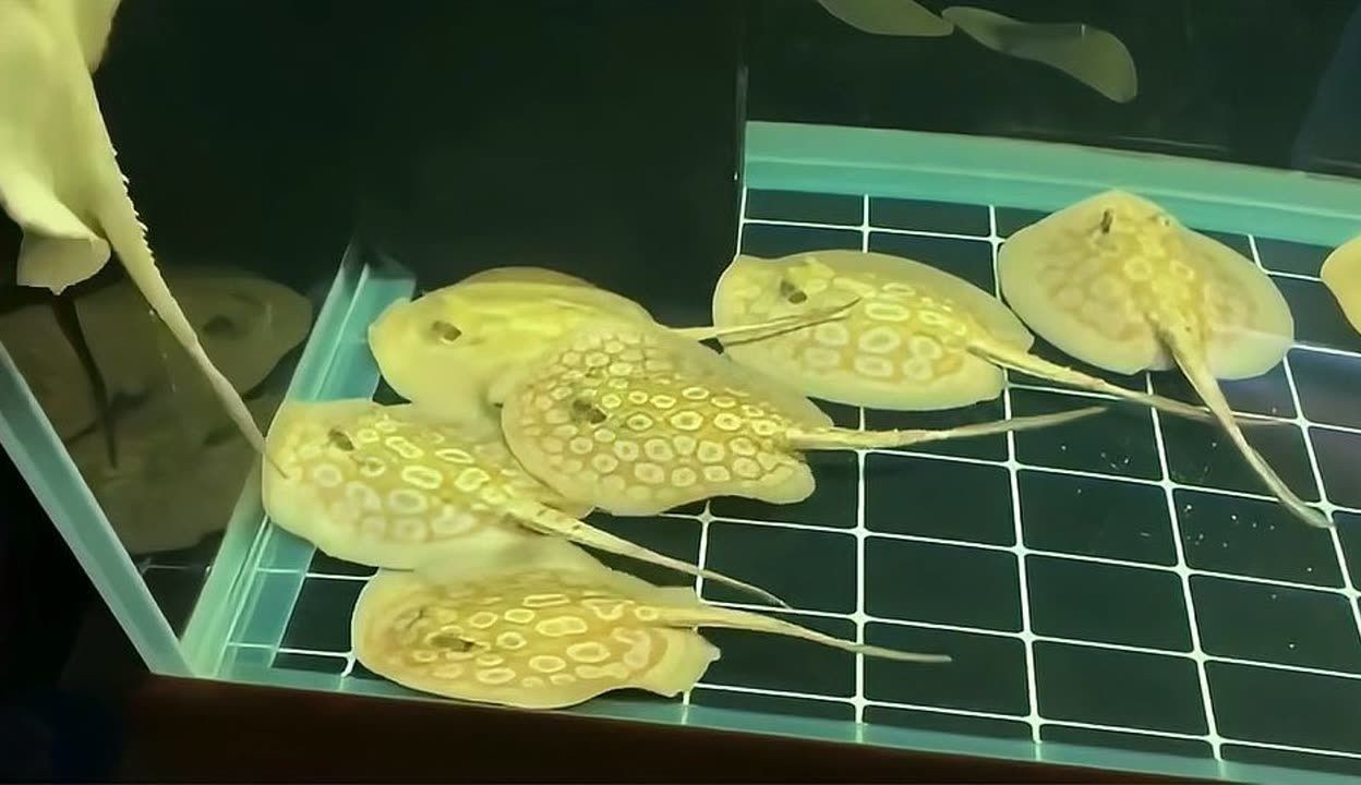 白子黑帝王魟魚的繁殖技巧，白子黑帝王魟魚的繁殖技巧涉及多個方面