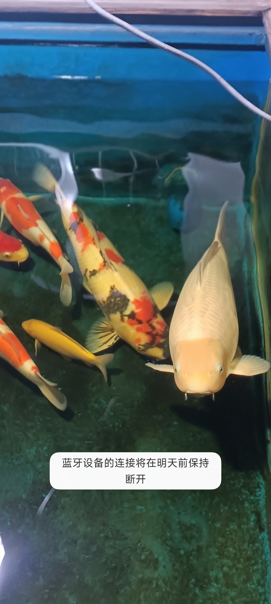 2條3歲大魚不怎么大了，開始長肚子了[liulei]