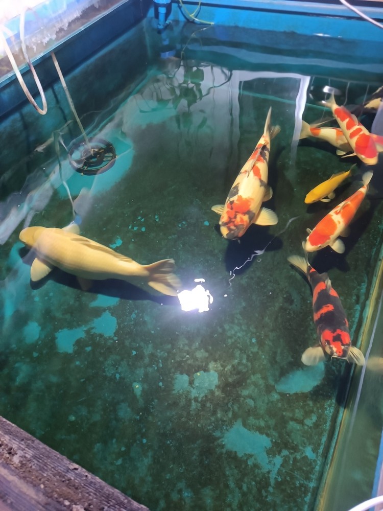 2條3歲大魚不怎么大了，開始長肚子了[liulei]