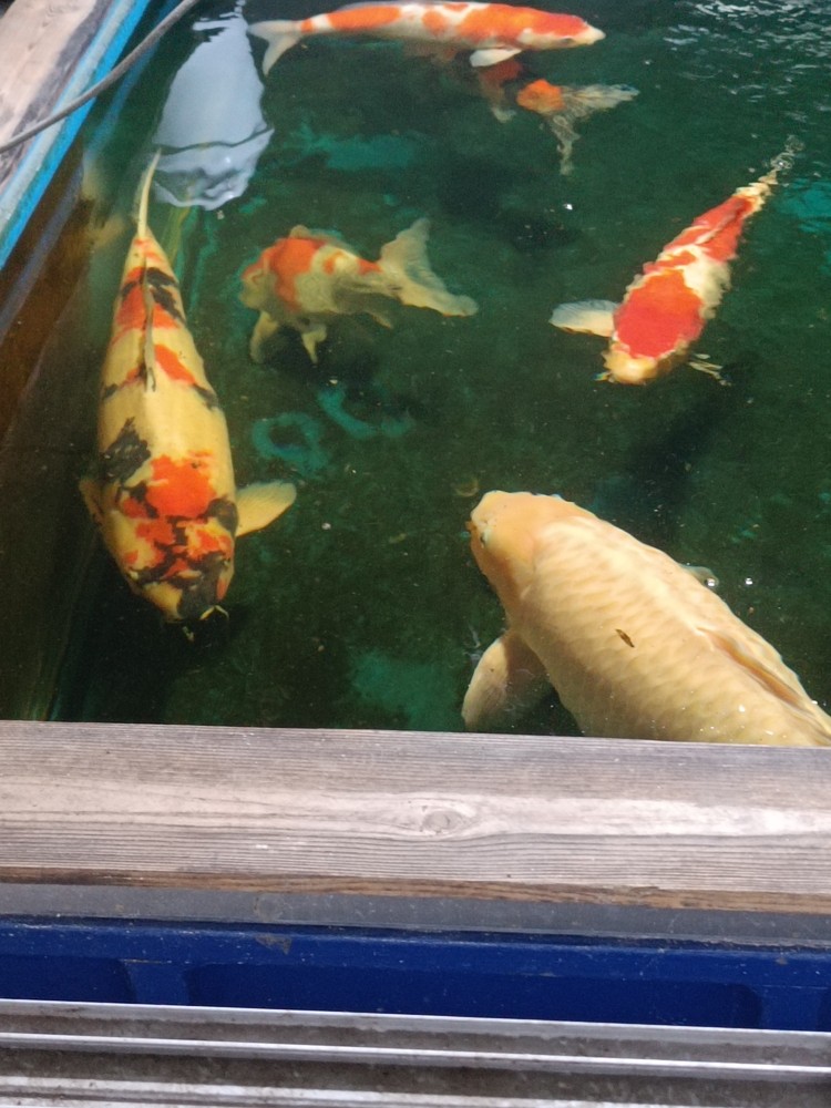 2條3歲大魚不怎么大了，開始長肚子了[liulei]