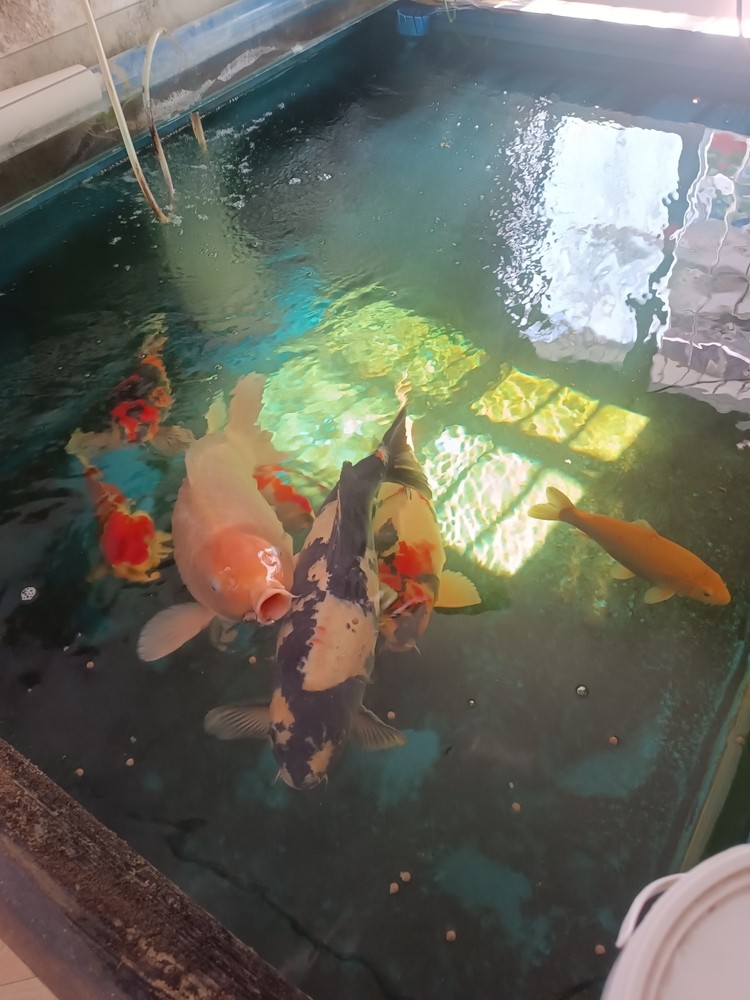 2條3歲大魚不怎么大了，開始長肚子了[liulei]