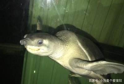 豬鼻龜的飼養環境飼養條件有哪些：豬鼻龜怎么養豬鼻龜怎么養 豬鼻龜的飼養環境飼養條件有哪些：豬鼻龜怎么養豬鼻龜怎么養 豬鼻龜百科 第4張