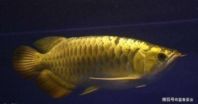 金龍魚銀龍魚紅龍魚鸚鵡魚食人魚：金龍魚、銀龍魚、紅龍魚、鸚鵡魚的區別