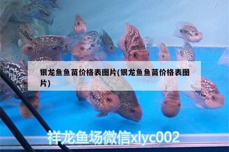銀龍魚魚苗價格表圖片(銀龍魚魚苗價格表圖片)