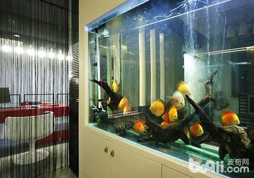 1-2厘米的金龍魚苗多久喂一次，1-2厘米的金龍魚苗喂食頻率取決于多種因素