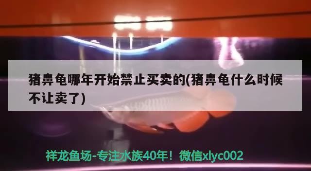 金龍魚的價格多少錢一條，b級過背金龍魚的價格多少錢一條？