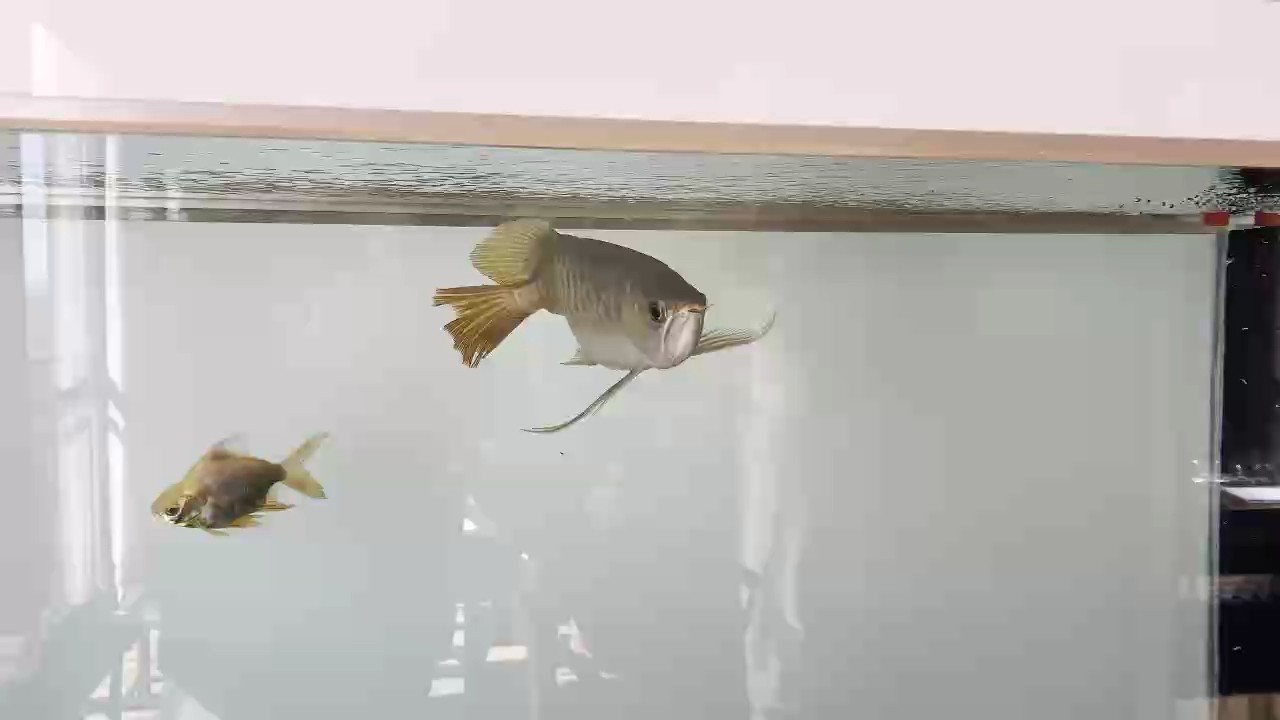 尾部恢復(fù)