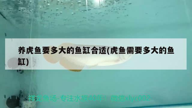 養虎魚要多大的魚缸合適(虎魚需要多大的魚缸) 養虎魚要多大的魚缸合適(虎魚需要多大的魚缸) 虎魚百科
