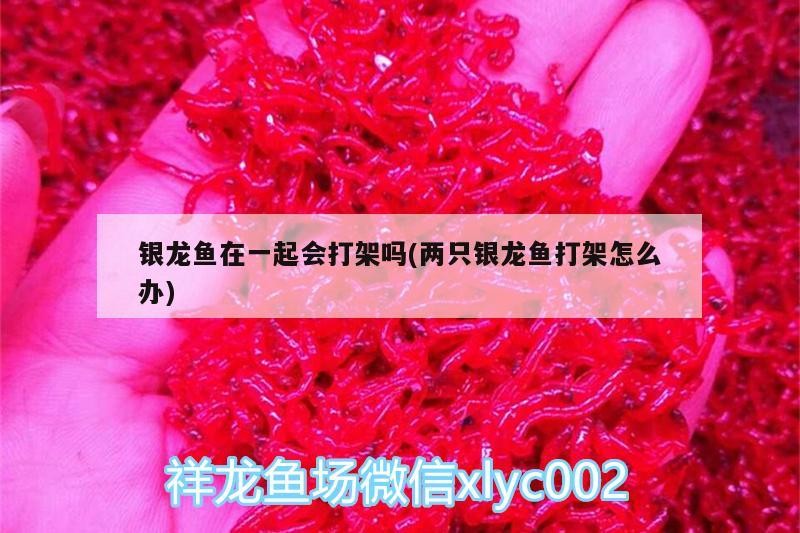 銀龍魚在一起會打架嗎(兩只銀龍魚打架怎么辦)