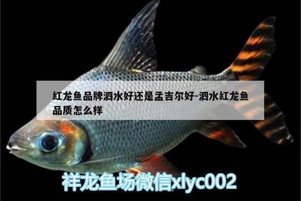泗水紅龍魚在哪可以買：泗水紅龍魚健康檢查要點