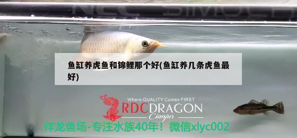 魚缸養(yǎng)虎魚和錦鯉那個好(魚缸養(yǎng)幾條虎魚最好)