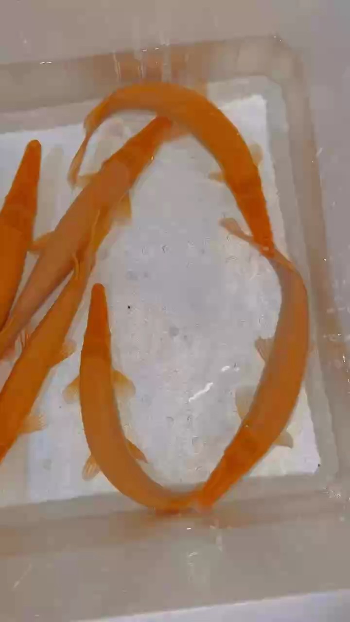 純金火箭