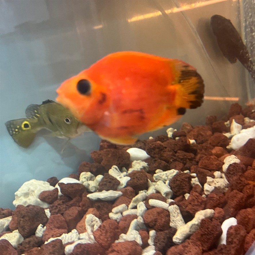 魚身發(fā)黑